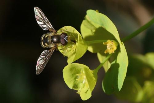 Réf. 280 556 : Epistrophella euchroma